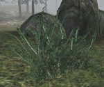 Way in Oblivion - Morrowind - Статьи - Bloodmoon - Флора и Фауна